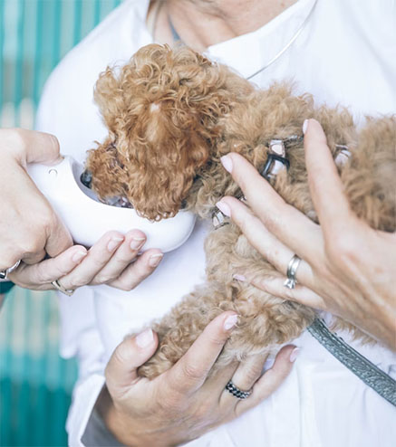 veterinario ceve asociacion murcia perro